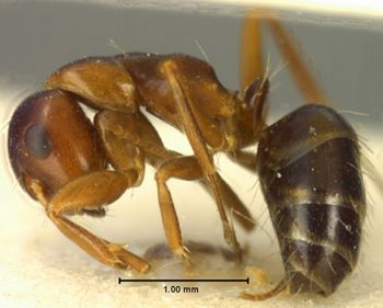 Media type: image;   Entomology 21537 Aspect: habitus lateral view